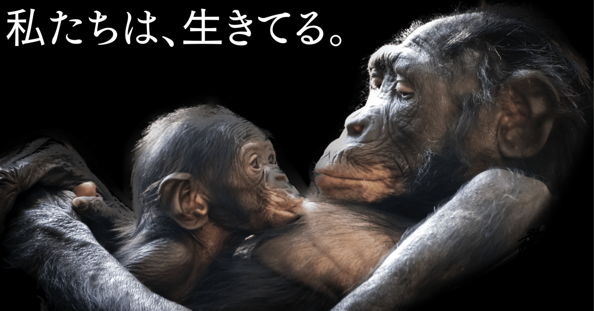 生きてる。動物園で命の尊さを学んだ日｜シュガー先生｜セコカンLAB