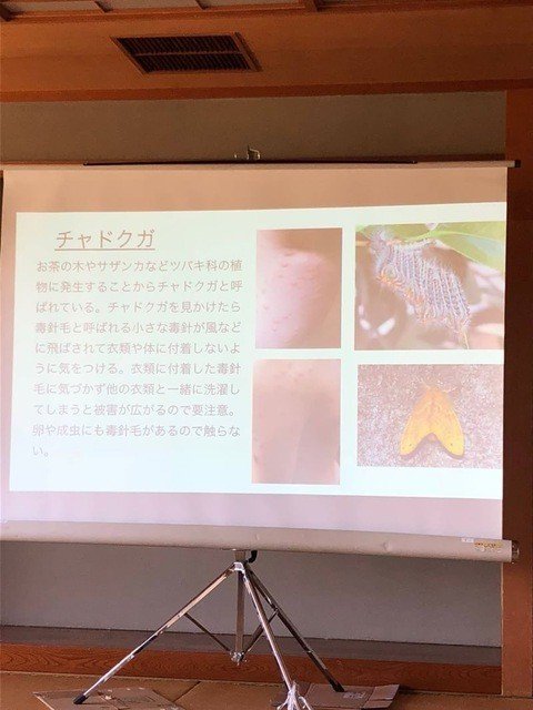 危険生物 危険植物講座 森のようちえん てんとうむし Note 危険生物 危険植物講座 森のようちえん てんとうむし Note