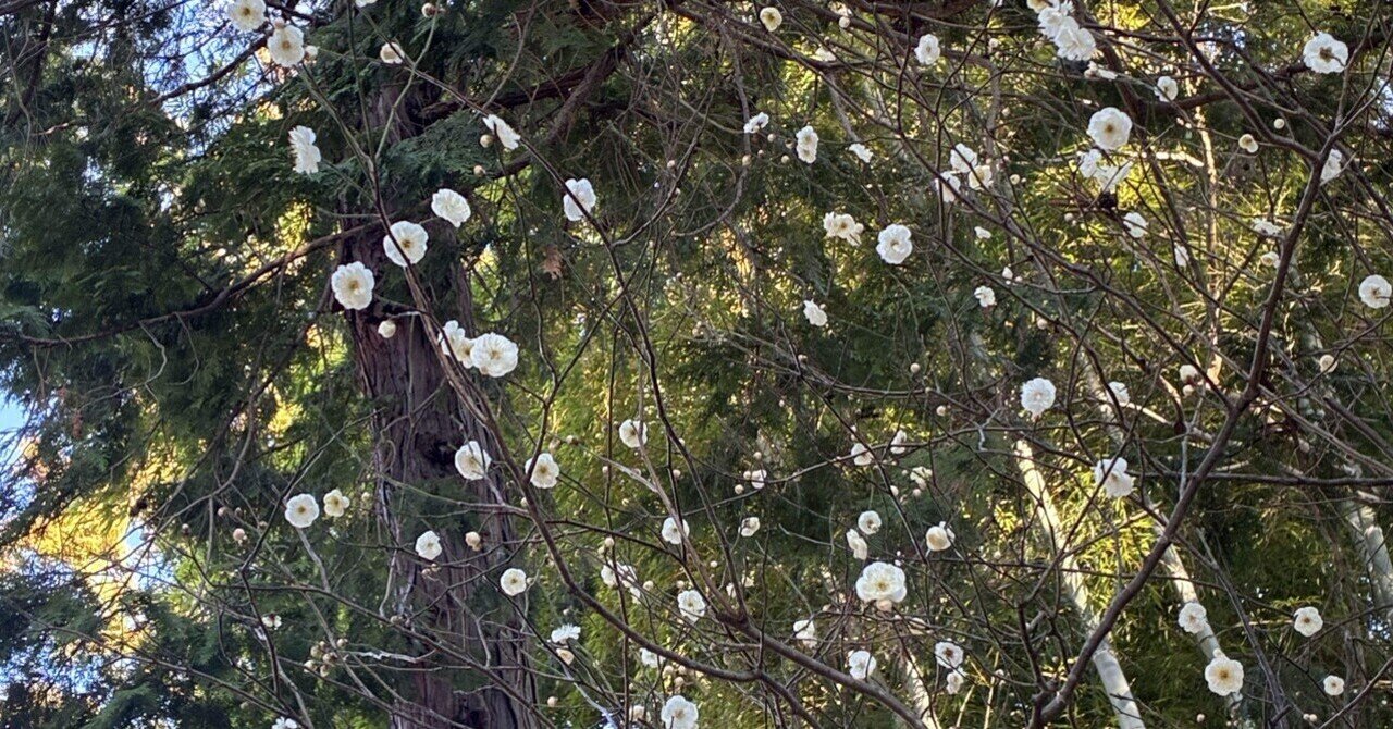 小鳥と慈悲と/北鎌倉•円覚寺｜Satoko のサムネイル画像