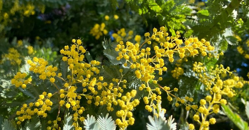 本日のスタッフのおすすめ