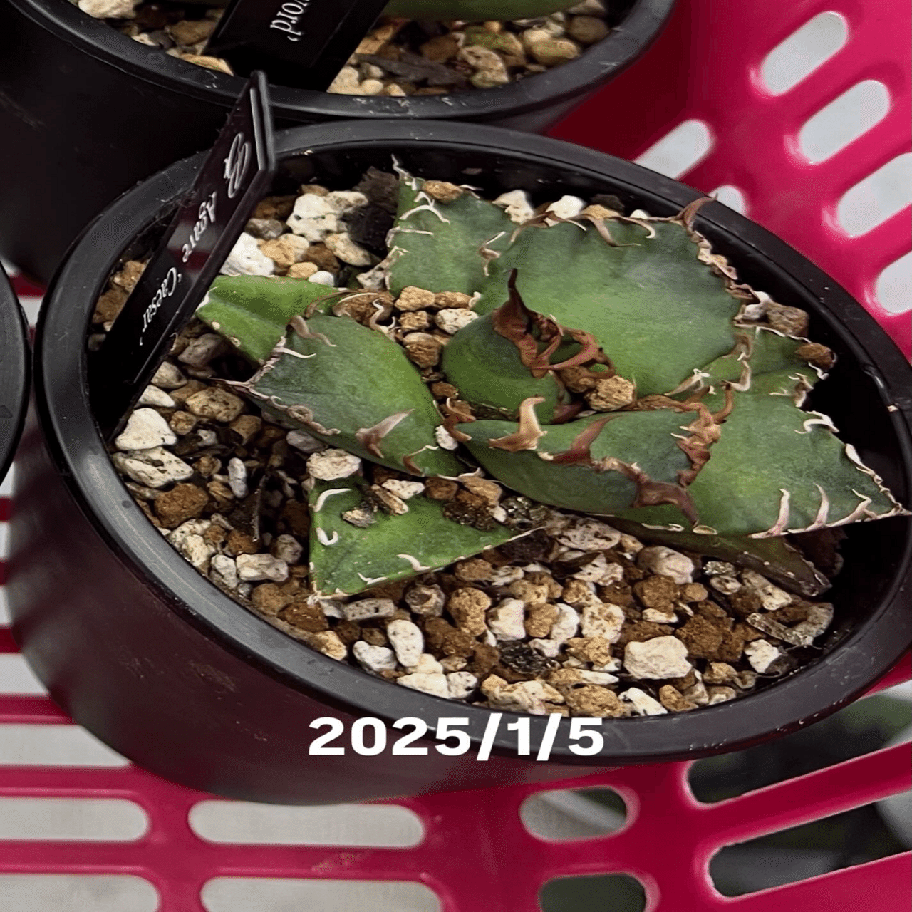 アガベ沼に落ちた話47「アガベ2年生・福園藝ハイブリッド心魔32&朱雀