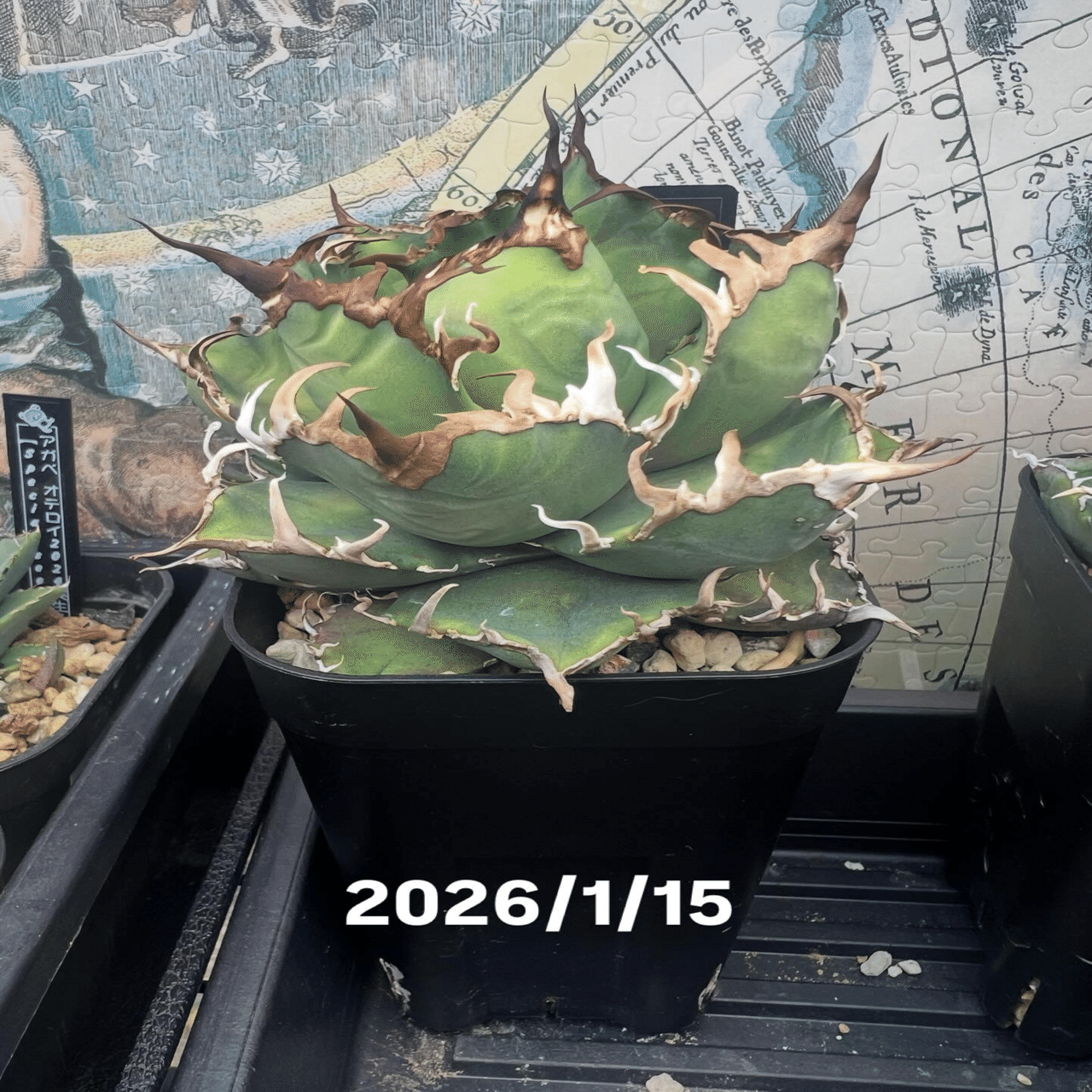 アガベ沼に落ちた話47「アガベ2年生・福園藝ハイブリッド心魔32&朱雀