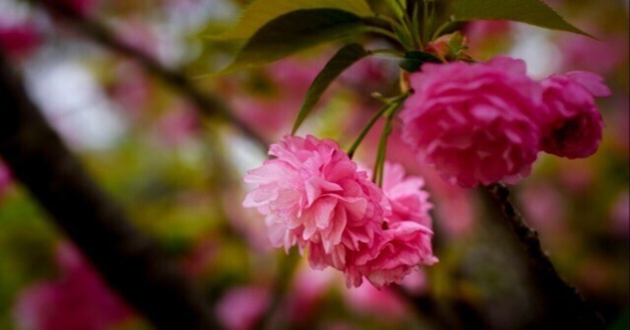 桜色の記憶｜十年一刷舎の画像