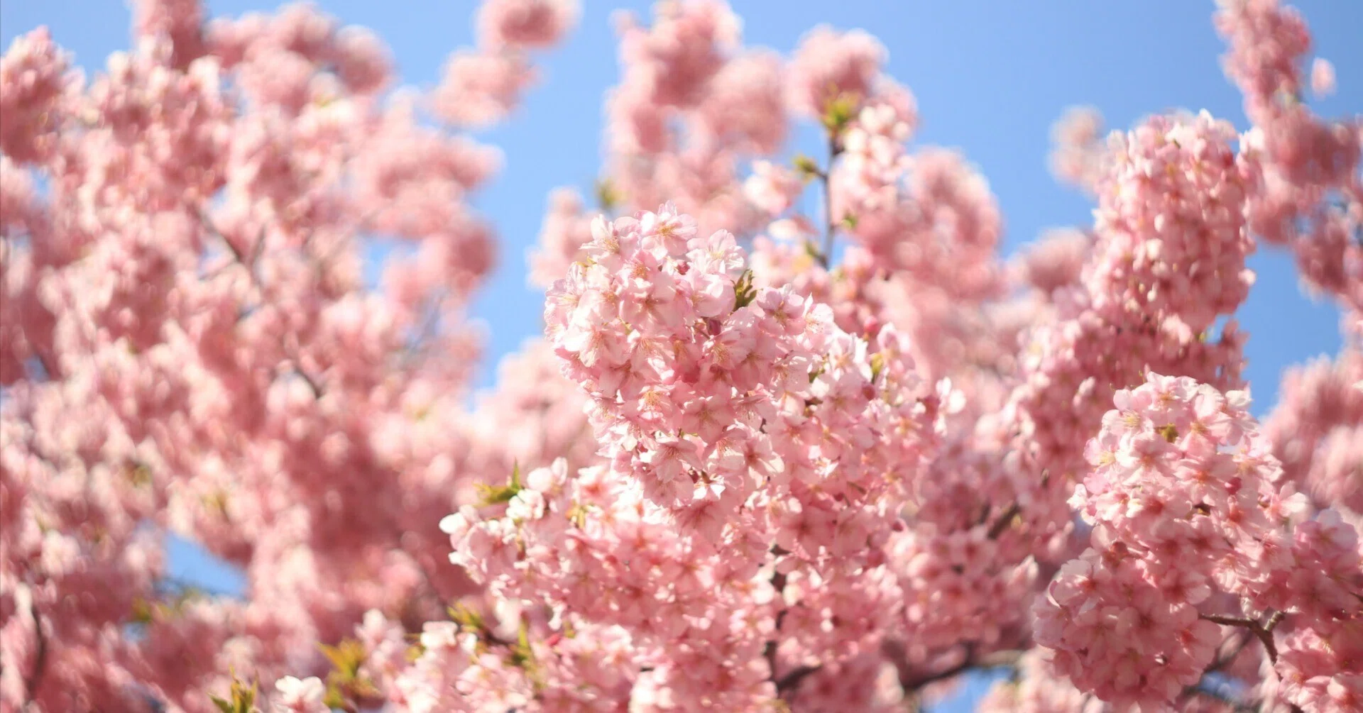 花めぐり】行きたいところ《河津桜 編》｜こころ