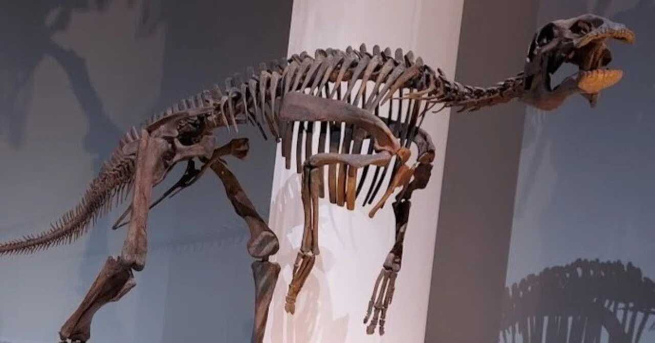 化石 エドモントサウルスの脊椎 博物館級 標本 鉱物 観賞石 銘石 原石