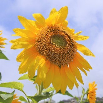 酔芙蓉の花言葉 Lily Taki トラベルライター Note 酔芙蓉の花言葉 Lily Taki トラベルライター Note
