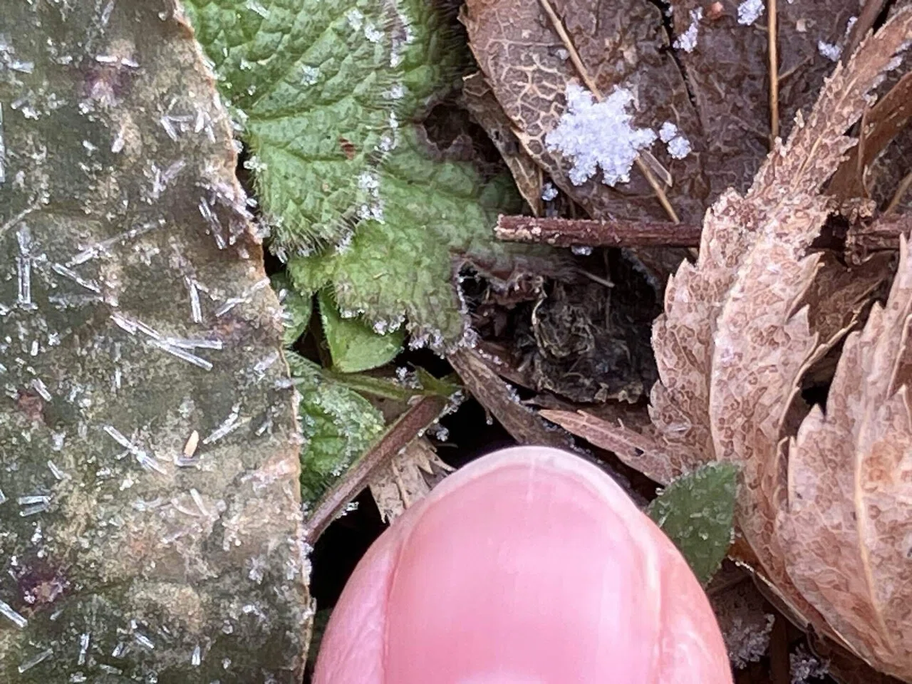 霜？それとも雪？地面で見つけた綺麗な結晶｜sato_kawa