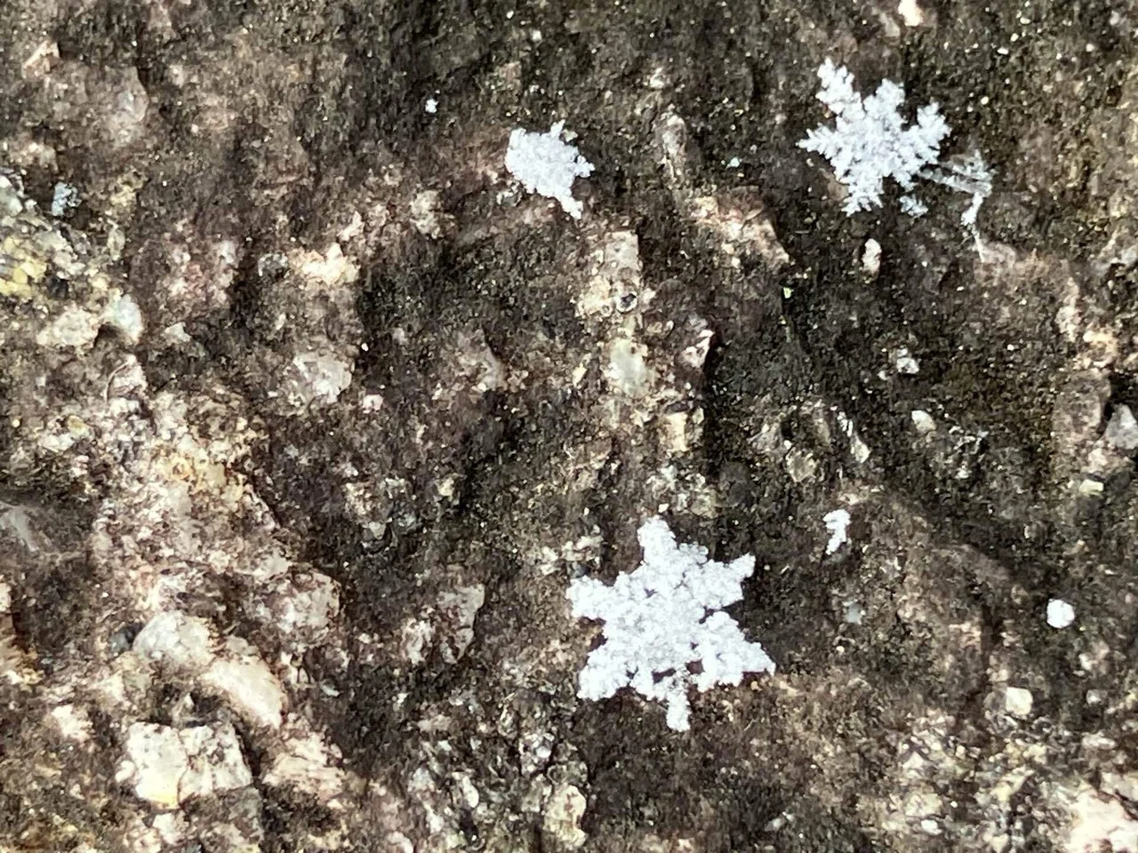 霜？それとも雪？地面で見つけた綺麗な結晶｜sato_kawa