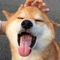 柴犬けんちゃんと愉快な仲間たち