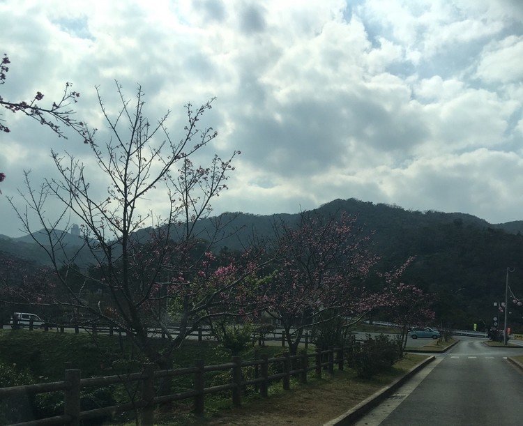 八重岳に桜を見て来た。
