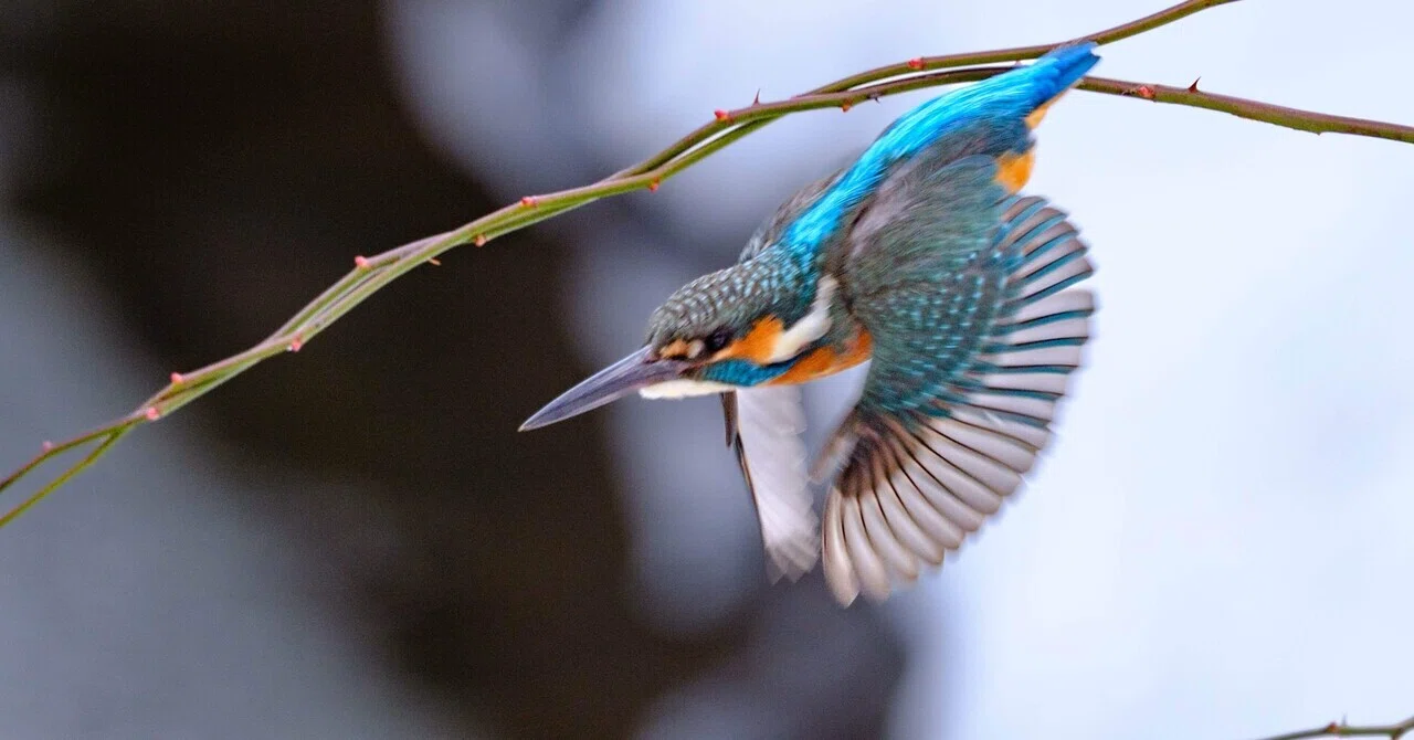 探鳥散歩_2026_01中旬｜プリ撮影ESを試す｜X-T50 & XF150-600mm｜cap