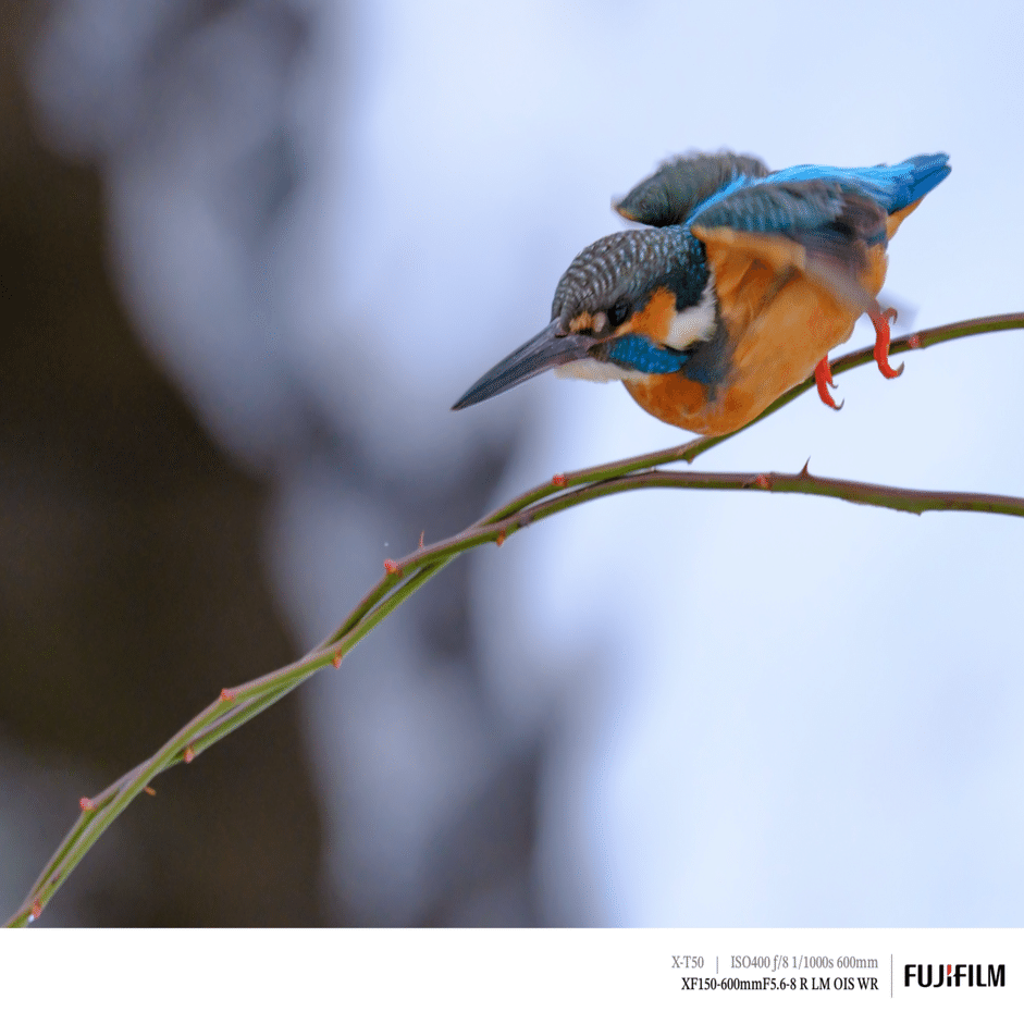 福鳥 探鳥散歩_2026_01中旬｜プリ撮影ESを試す｜X-T50 & XF150-600mm｜cap
