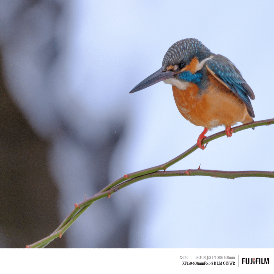 探鳥散歩_2026_01中旬｜プリ撮影ESを試す｜X-T50 & XF150-600mm｜cap