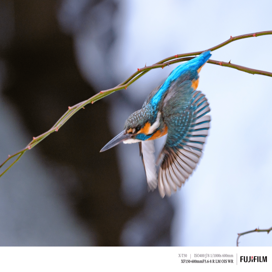 探鳥散歩_2026_01中旬｜プリ撮影ESを試す｜X-T50 & XF150-600mm｜cap