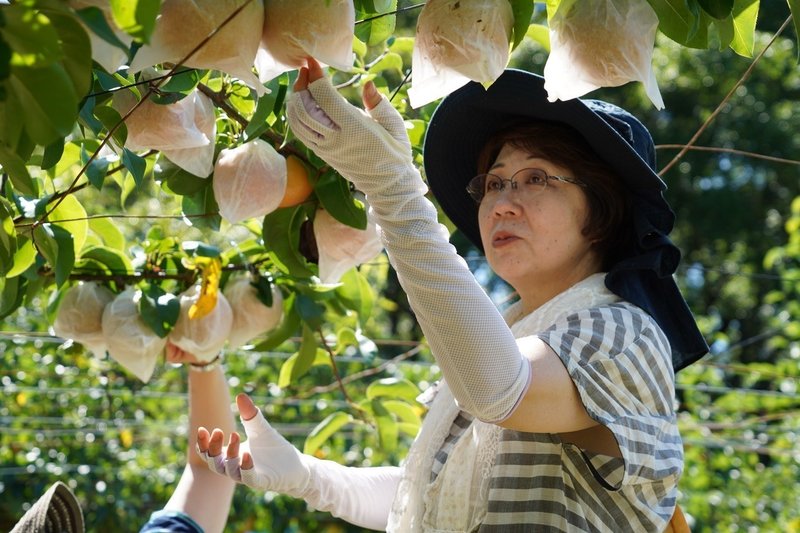 シャリっとジューシーな梨に感動！梨満喫ツアー～豊水・二十世紀の収穫体験・食べ比べから、梨のタルトタタンまで～5