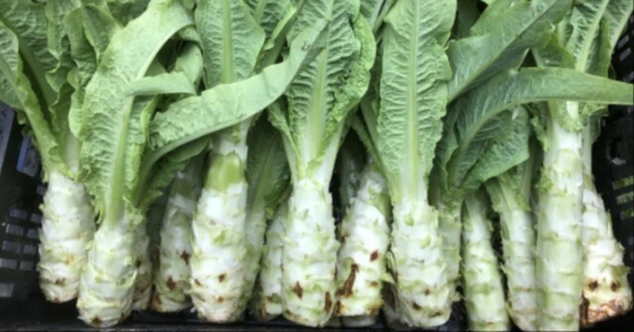 茎レタス 日本ではマイナー、中国では一般的な野菜の正体｜菜探農園