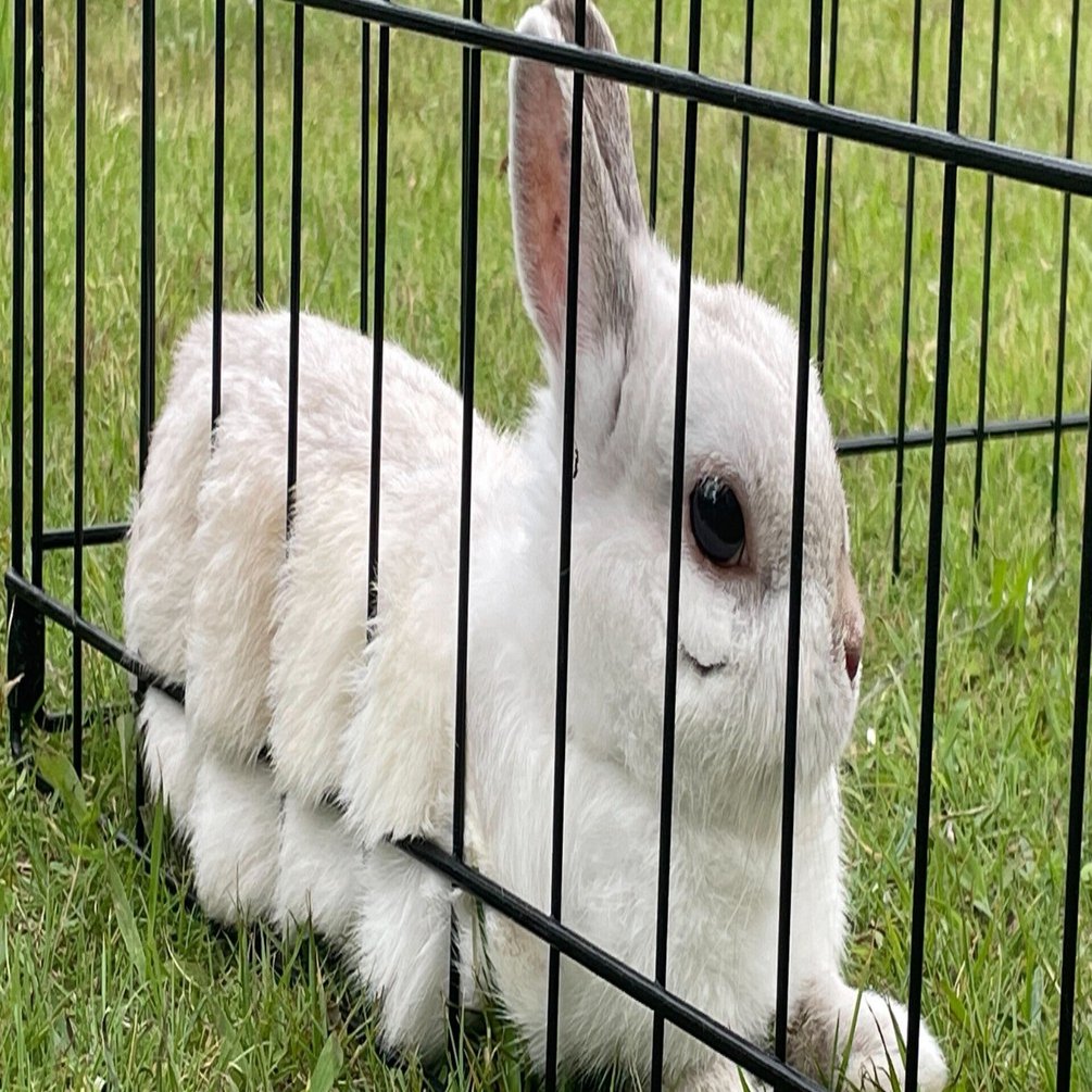 ぴょんちゃん｜blue studio