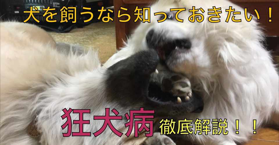 絶対に知っておきたい 狂犬病 予防法から海外で犬に噛まれた場合の対処法まで徹底解説 ドッグライフサポーター 獅子パパ Note