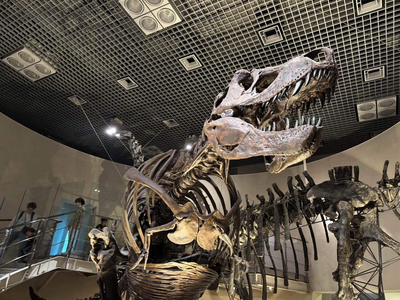 東京旅】国立科学博物館①｜UMI