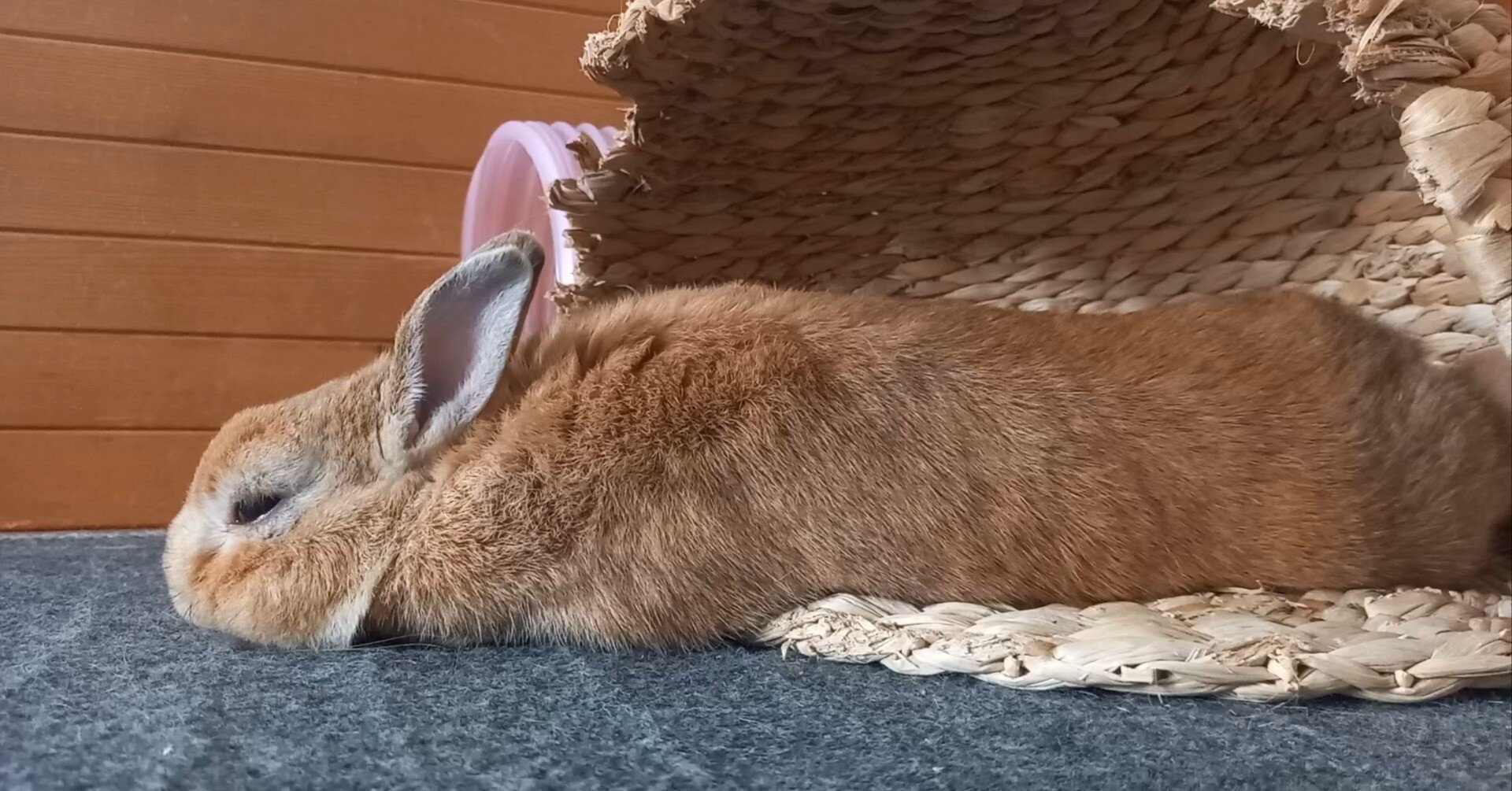 動かない日を肯定してくれる、うさぎの背中｜うさぎカフェ