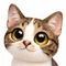 lovely_cat2924