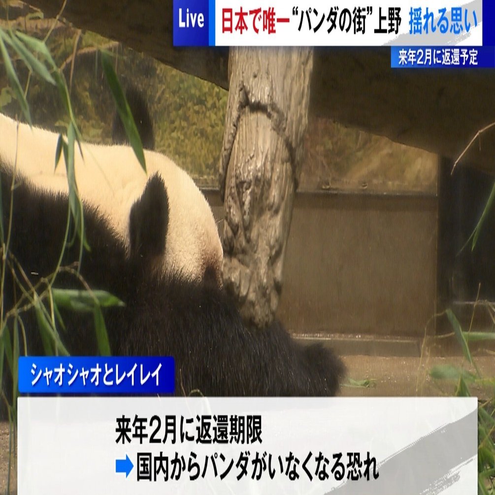 パンダが“いない”を、“いる”に変える。上野でしかできない追体験