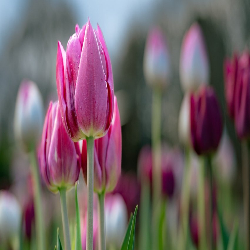 Z5Ⅱ】暗めに撮りすぎた写真を救ってみる 〜ふなばしアンデルセン公園