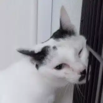 あぽ