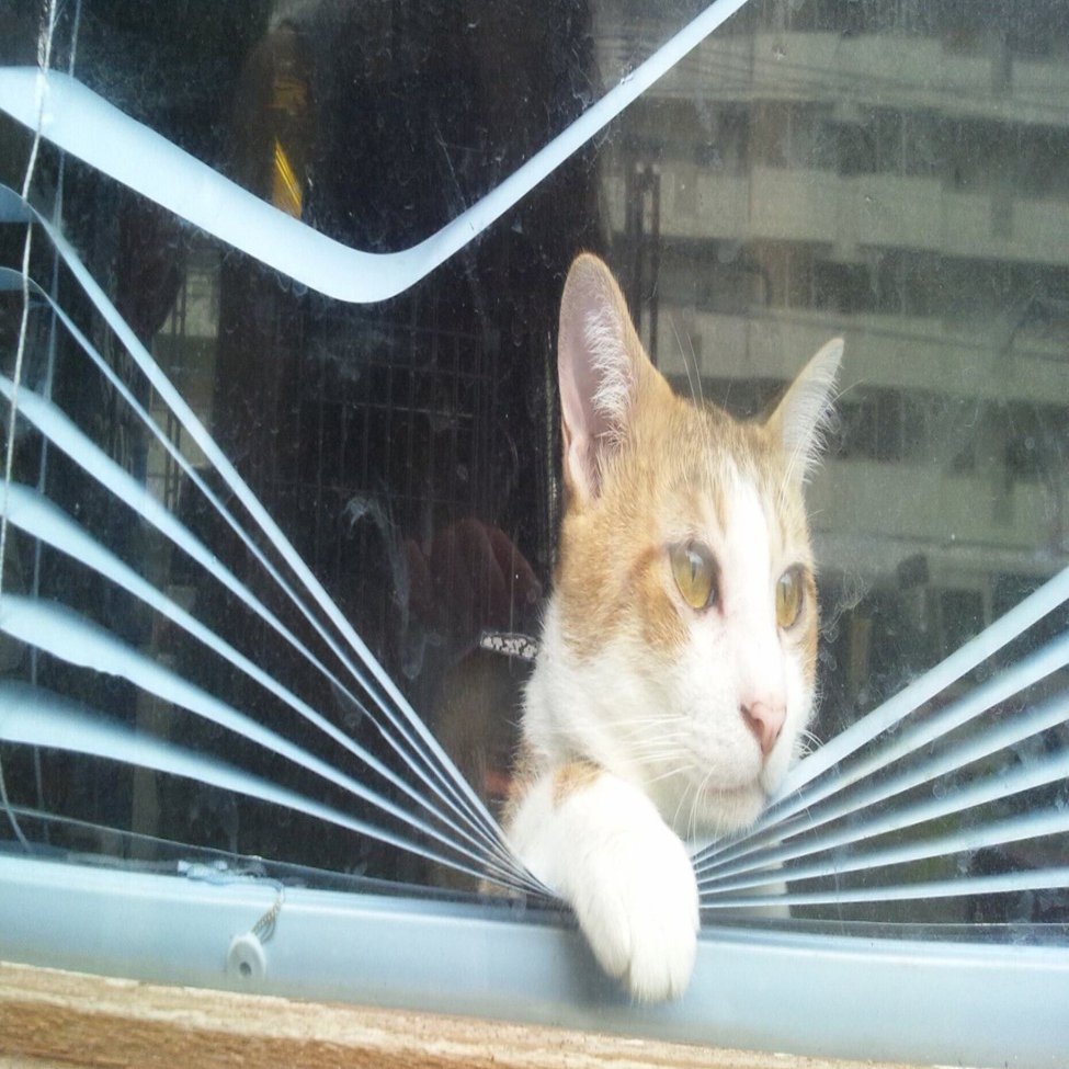 夜逃げした唐揚げ屋が捨てた猫を保護してから10年経つ。｜黒岩有希