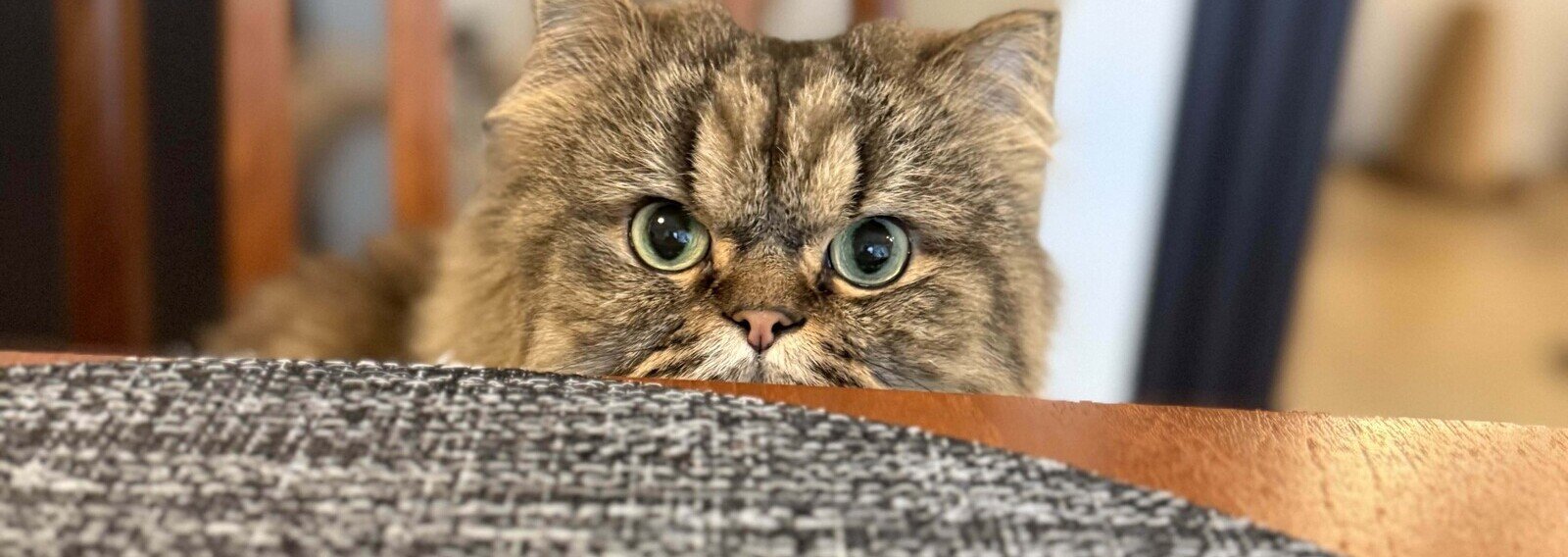 ちきちきぽんきち｜note