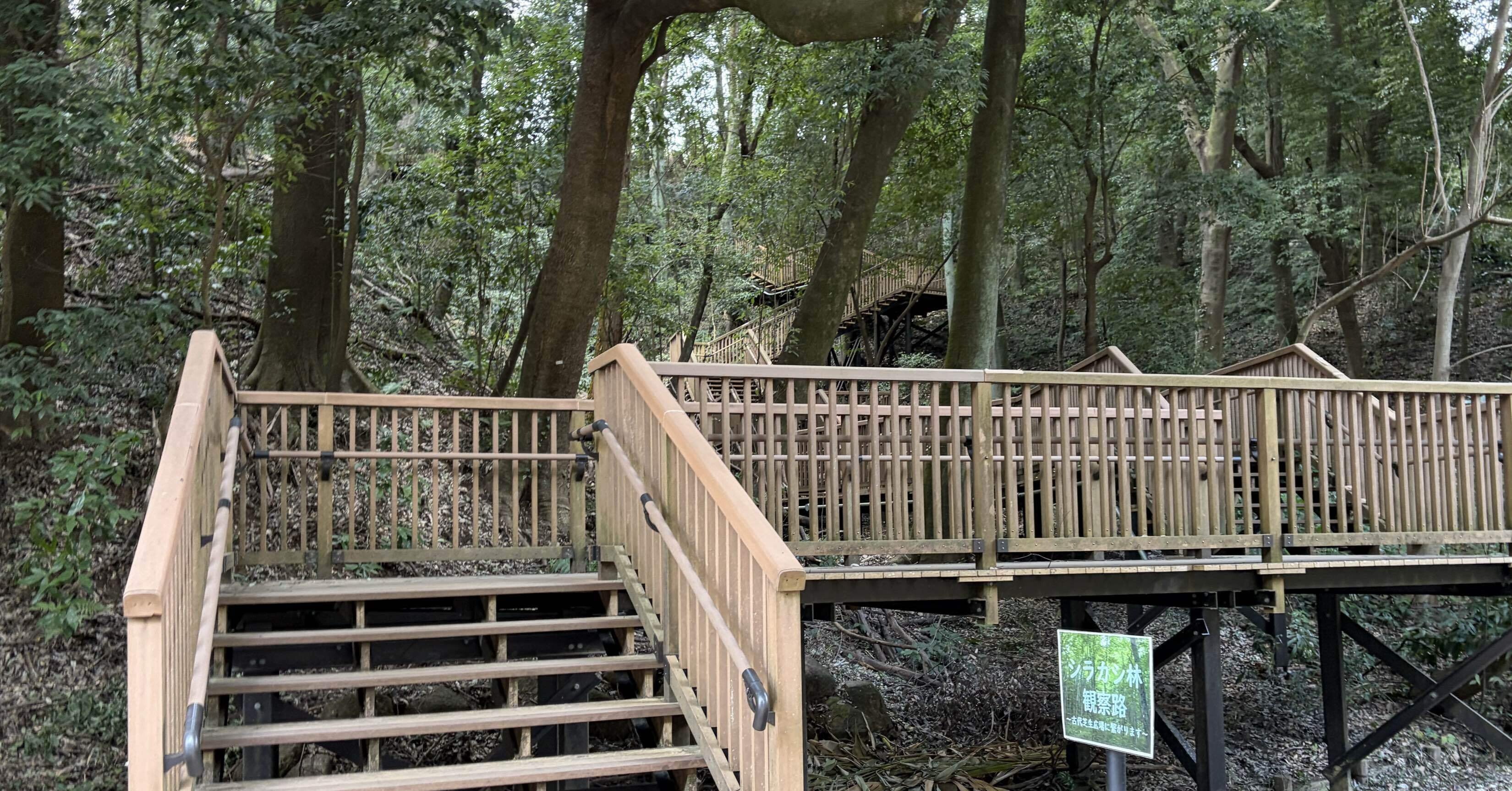 今日の野鳥 20260129 いきなり盛り上がる冬鳥シーズン｜Kako S