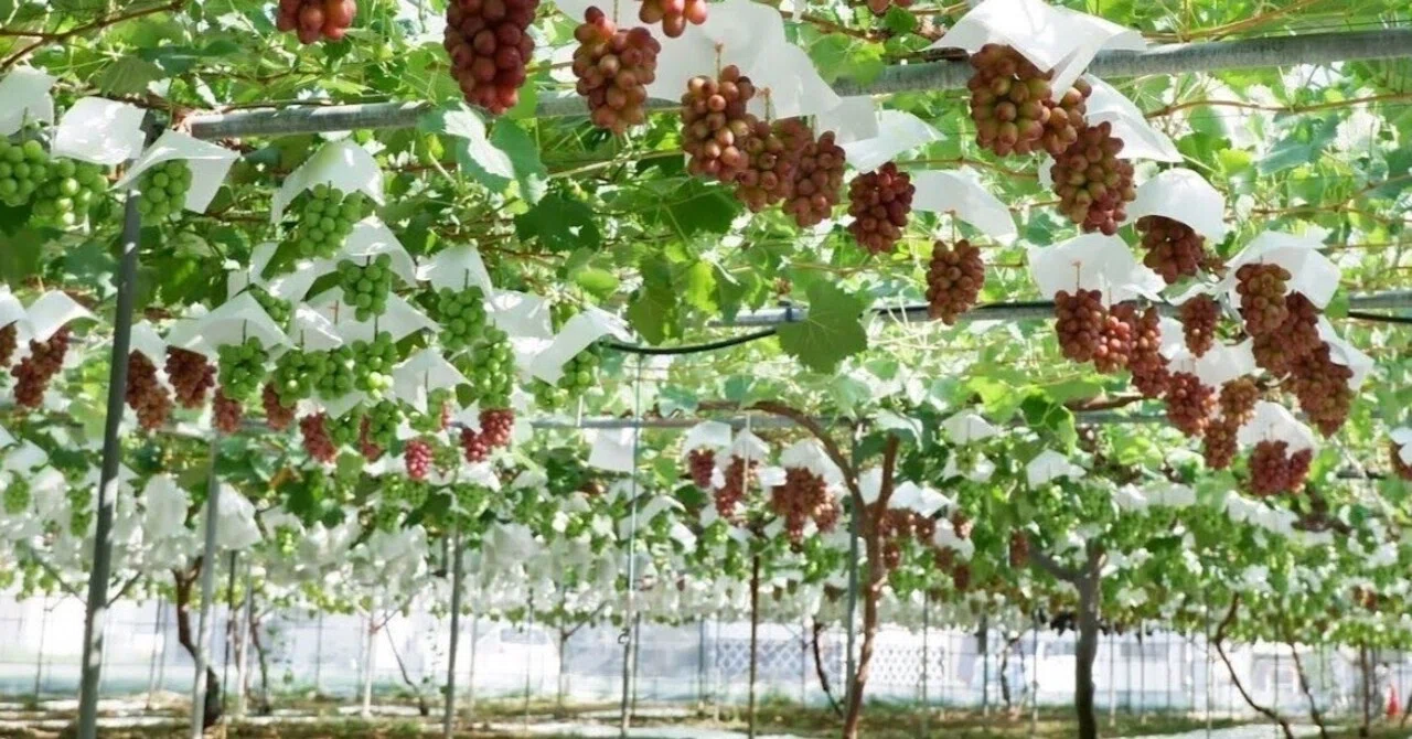 果物作りは芸術作り」と、良質ぶどうの生産と品種改良に励む ｜トゲル