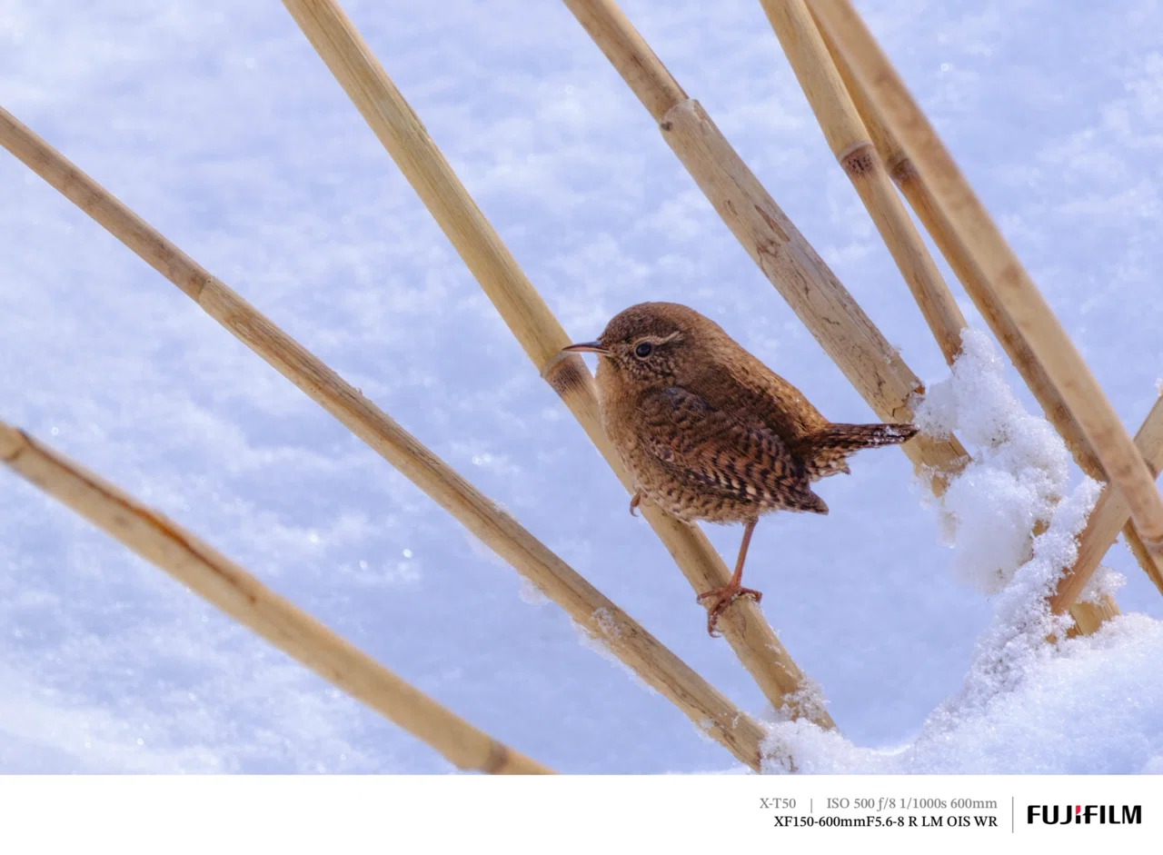 探鳥散歩_2026_01下旬｜たくさん野鳥に会えた日｜X-T50 & XF150-600mm｜cap