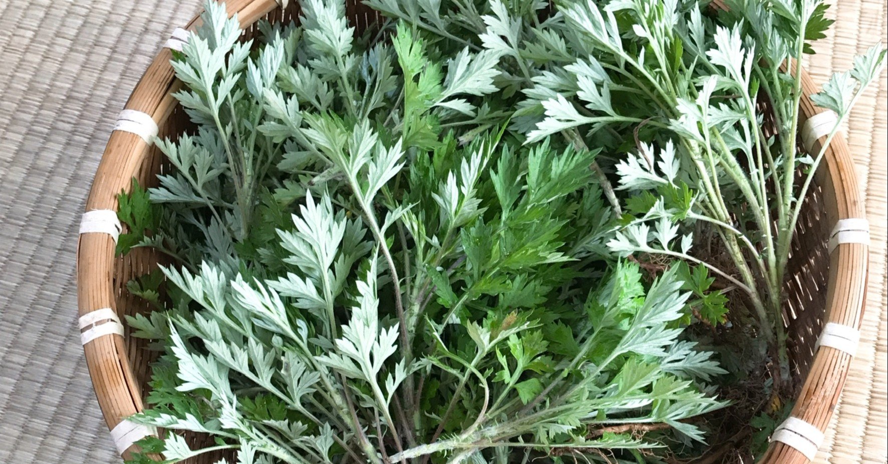 季節の植物 春 よもぎ 食べて良し 浸かって良し 使える和ハーブ さや Note 季節の植物 春 よもぎ 食べて良し 浸かって良し 使える和ハーブ さや Note
