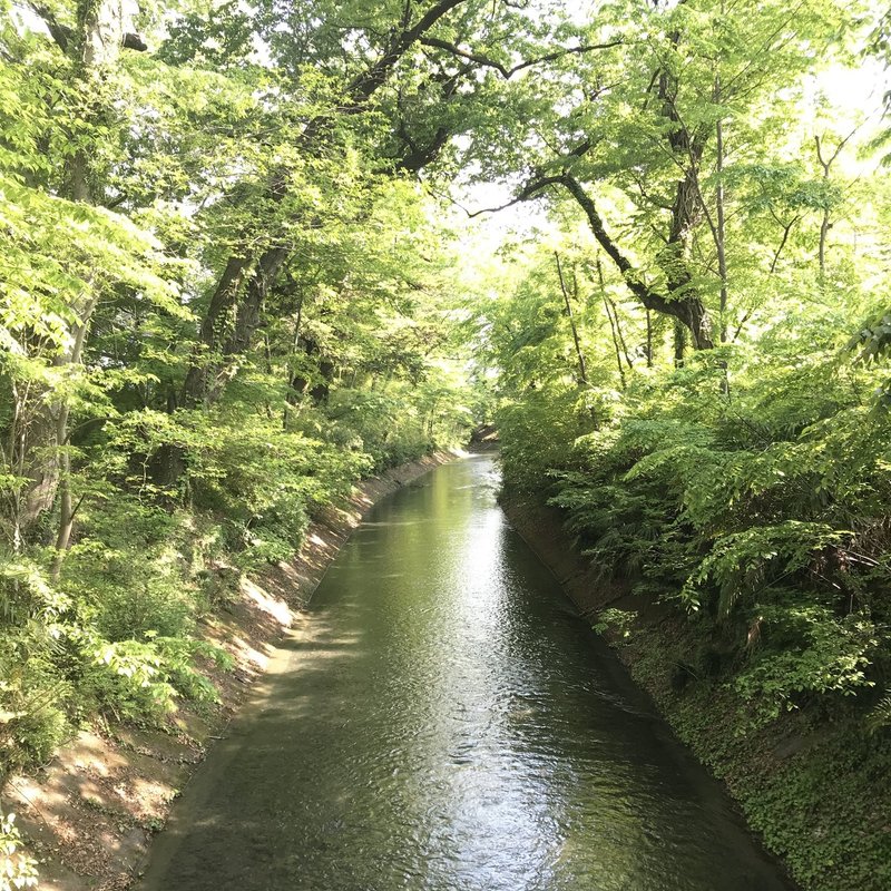 季節の植物 春 よもぎ 食べて良し 浸かって良し 使える和ハーブ さや Note