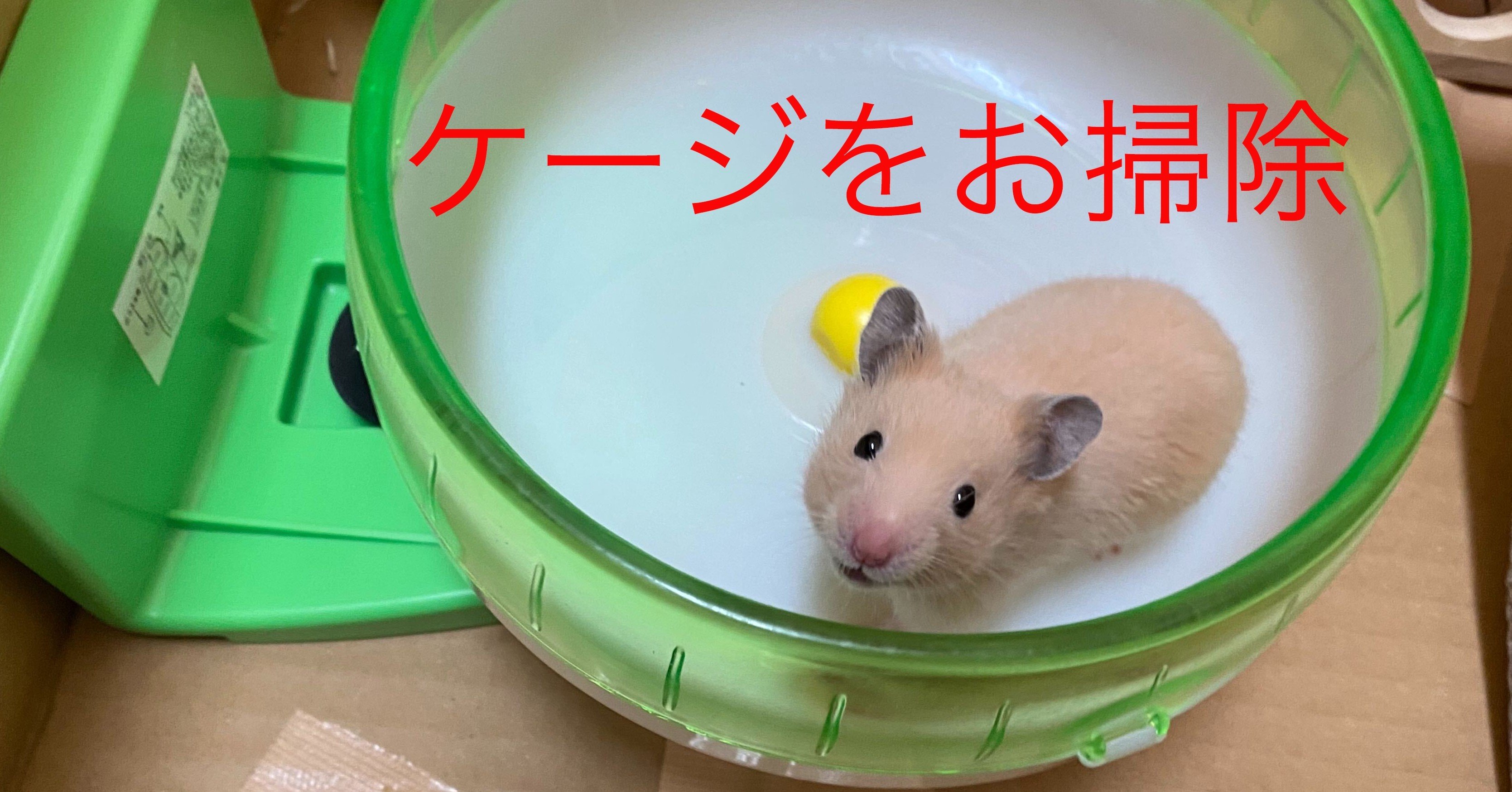 ハムスター飼育日記9日目 5 4 サトウショウヘイ Note