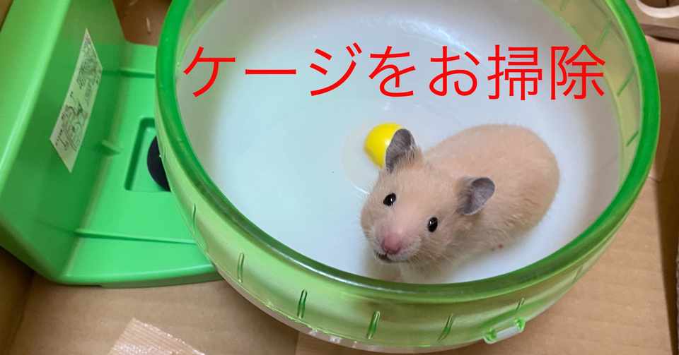 ハムスター飼育日記9日目 2020 5 4 サトウショウヘイ Note
