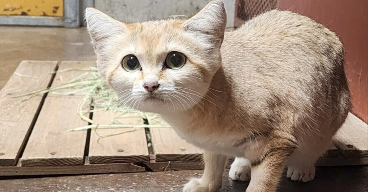スナネコのサディーカが帰ってきました！｜那須どうぶつ王国公式note