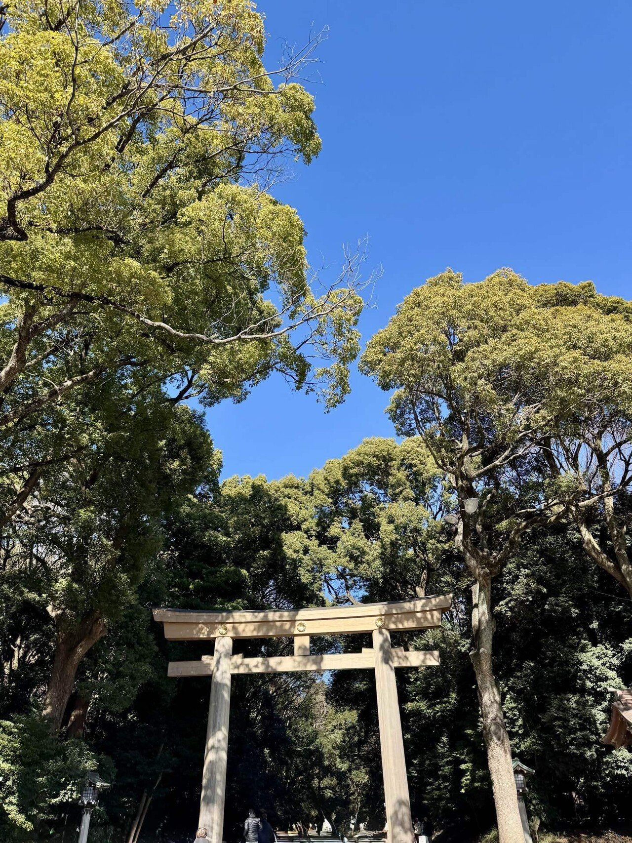 明治神宮①2026年1月｜福田博之