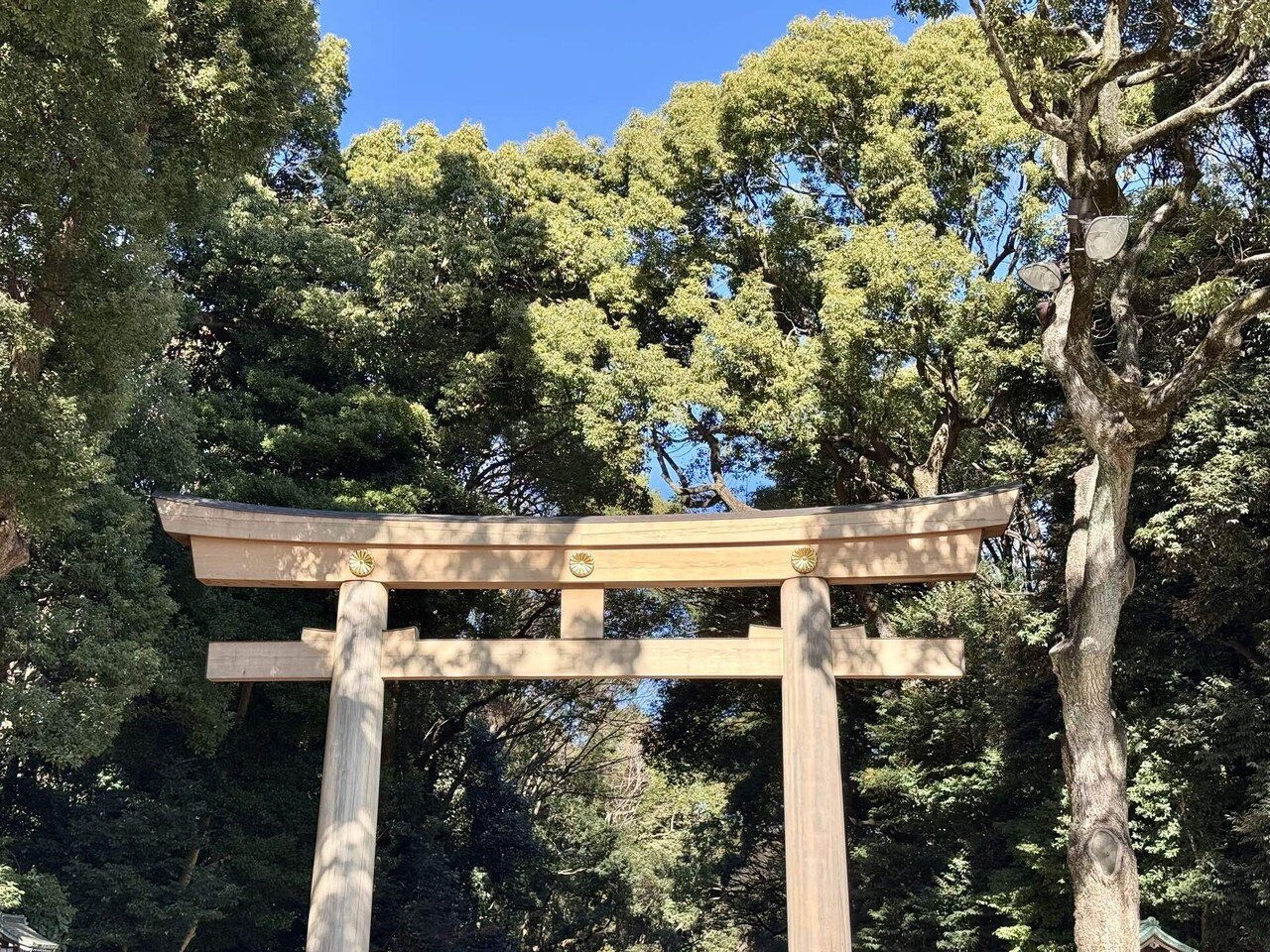 明治神宮①2026年1月｜福田博之