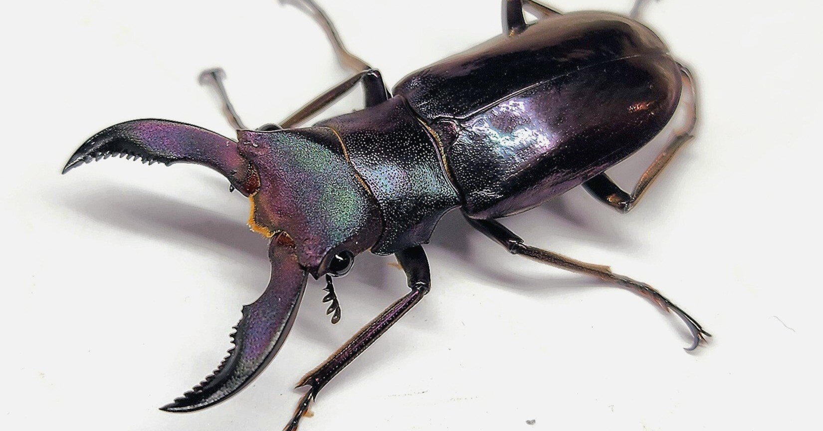 メタリフェルホソアカクワガタ(ペレン島産 紫紺血統)CB飼育記録まとめ