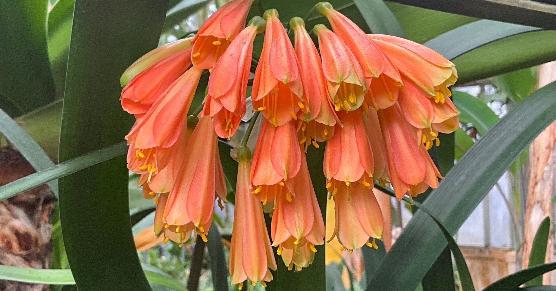 葉陰に灯る花――京都に居候するクンシラン（京都府立植物園）：2026年2