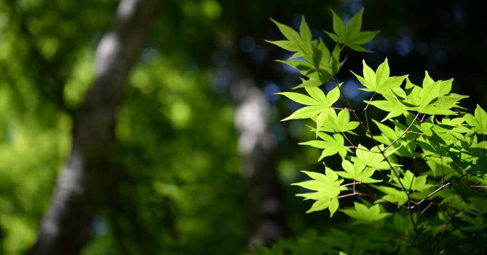 英訳が教えてくれた日本語歌詞の繊細さ Szの音楽探訪 Note