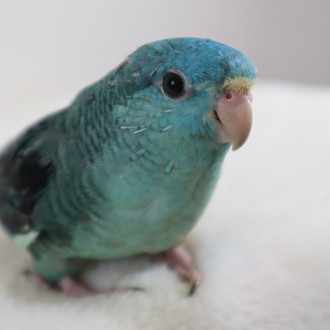 マスク 送り つけ 商法