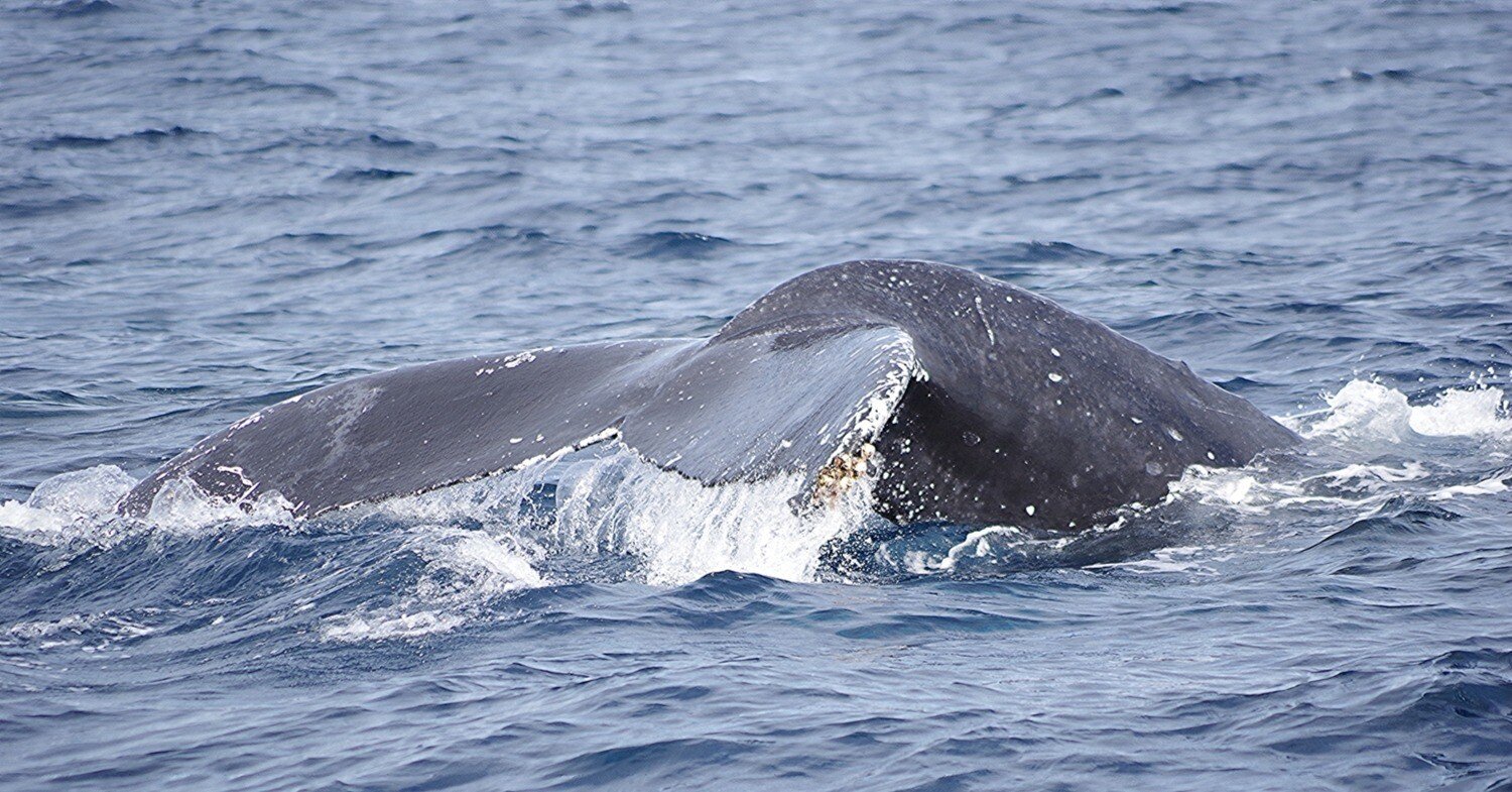 午前も午後も座間味北側は、クジラだらけ～！｜座間味村ホエール