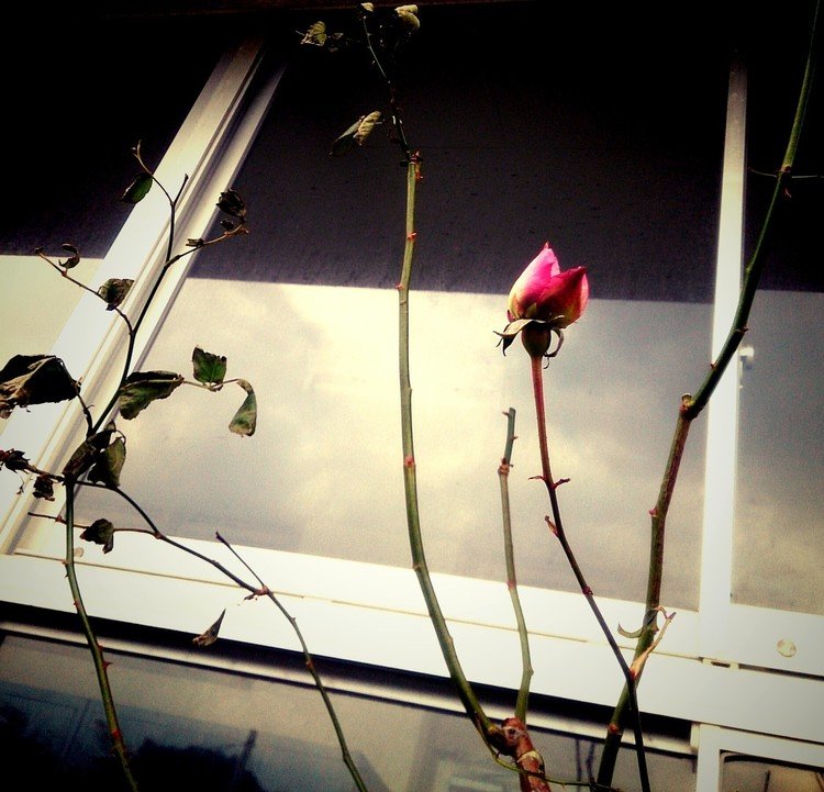 普段は確か初夏くらいに花が咲いているバラの木に蕾が。冬にバラは咲くのか、しばらく見守ってみようと思う。