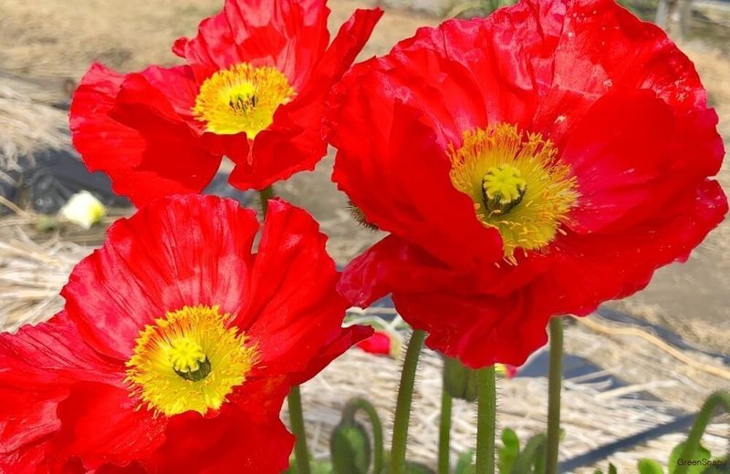 キノの旅 キノの本名の考察 メヌエ Note