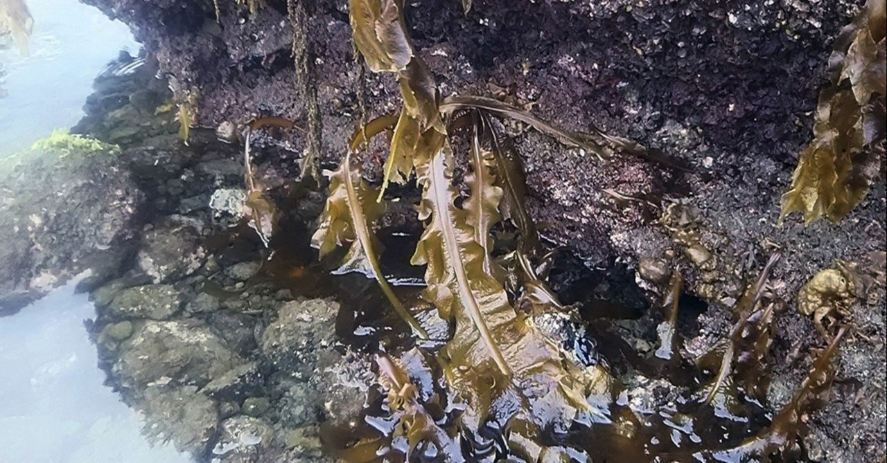 スーさん ワカメや海ソウメンを採りにゆく スー Note スーさん ワカメや海ソウメンを採りにゆく スー Note