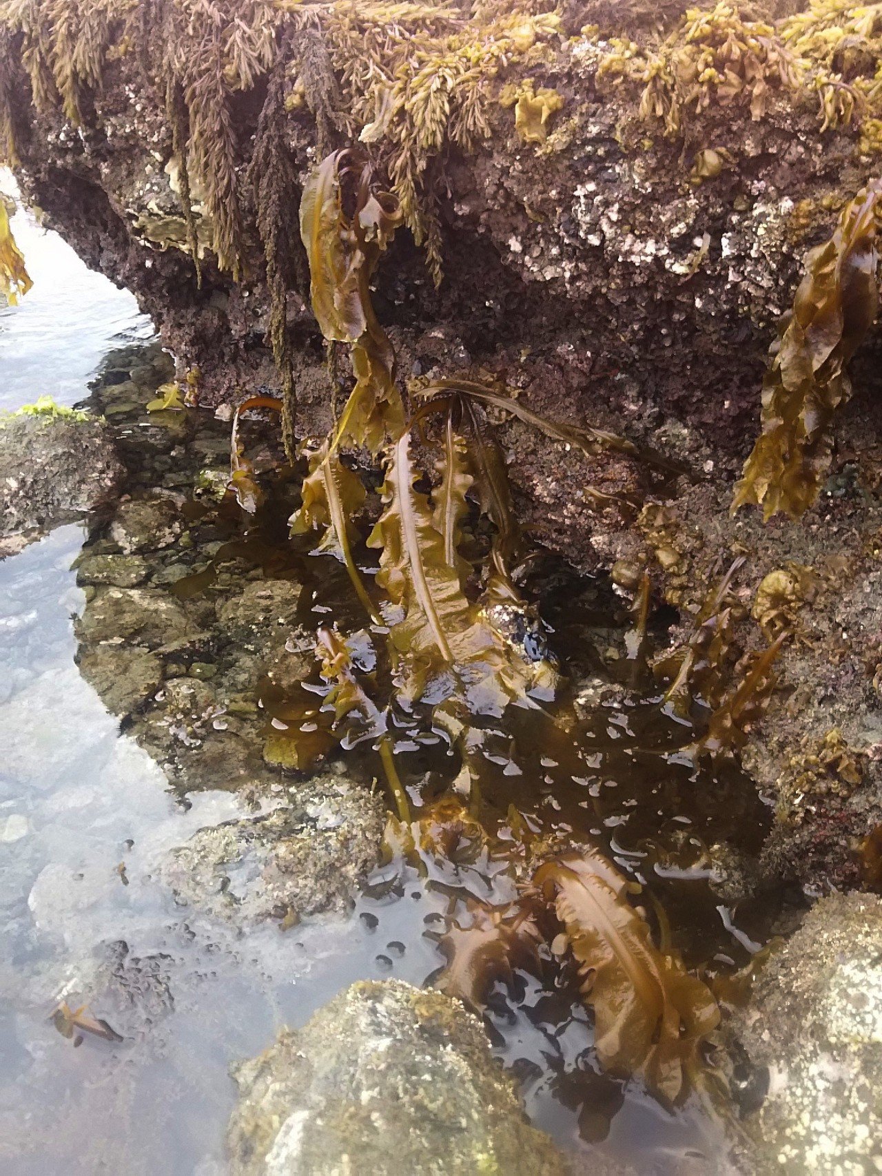 スーさん ワカメや海ソウメンを採りにゆく スー Note スーさん ワカメや海ソウメンを採りにゆく スー Note