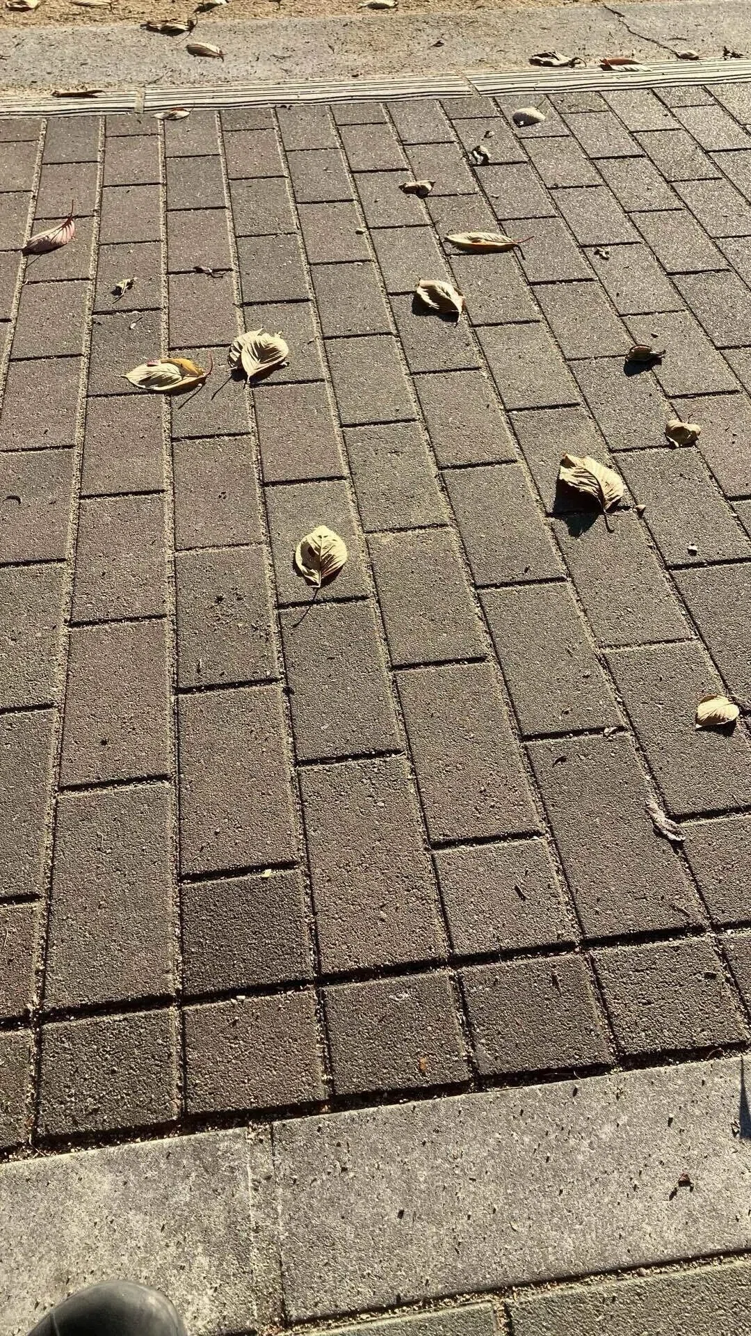 落ち葉の画像